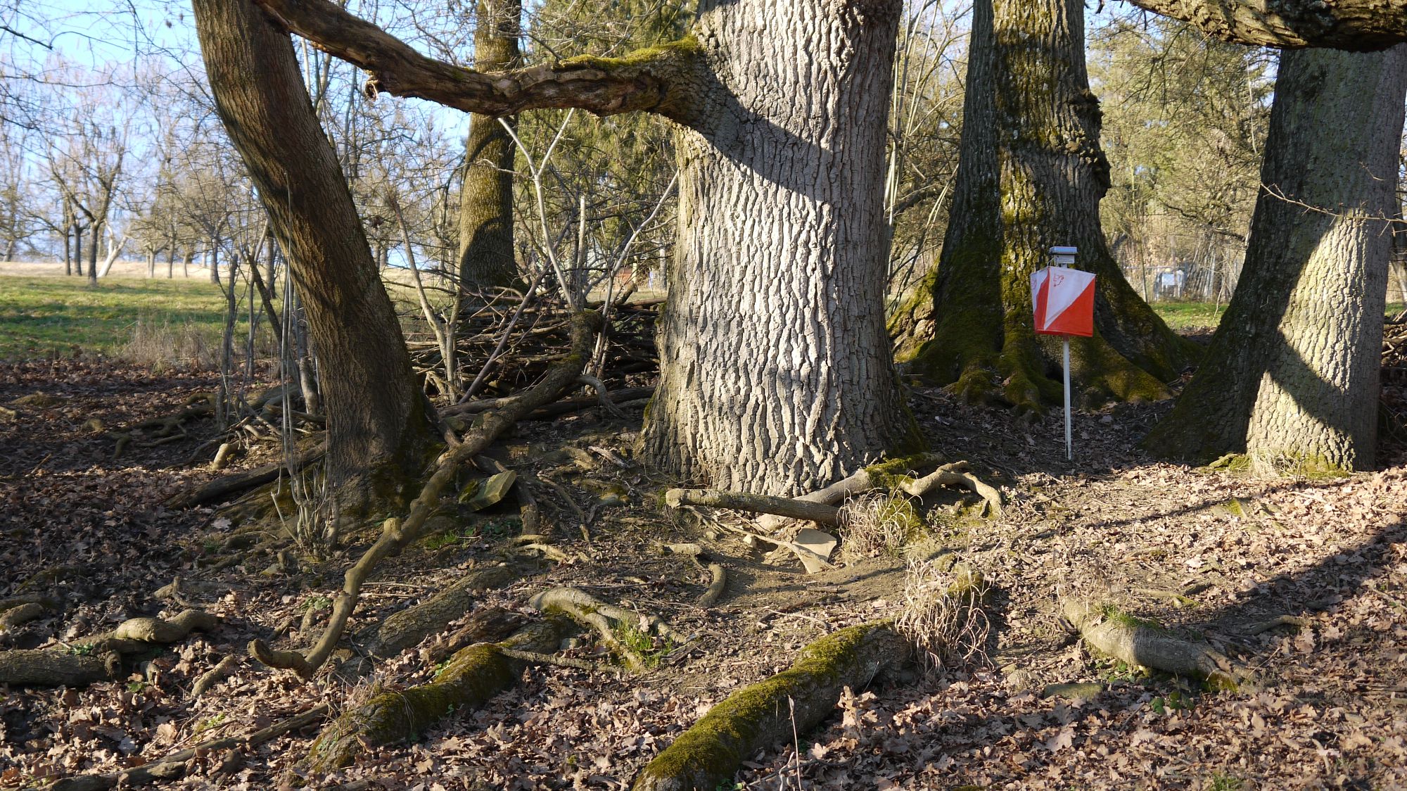 Posten zwischen Baum